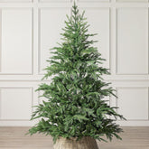 Nordmann Fir Christmas Tree, 6Ft