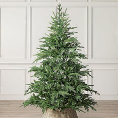 Nordmann Fir Christmas Tree, 6Ft